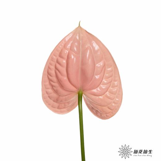 掌 | 干杯【轻微瑕疵不售后】 商品图3