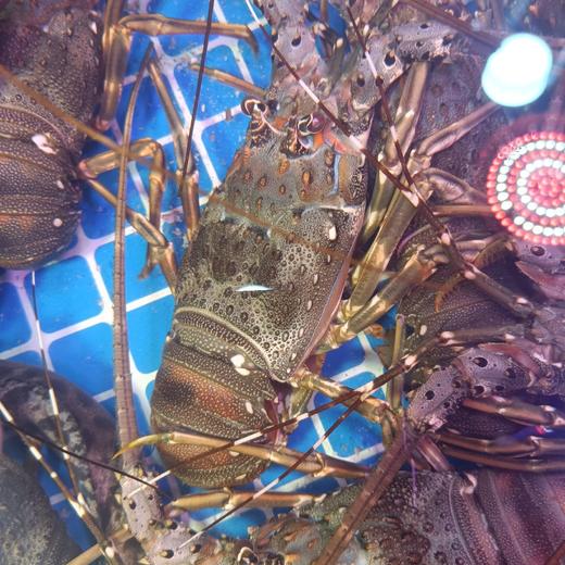 小青龙虾 商品图0