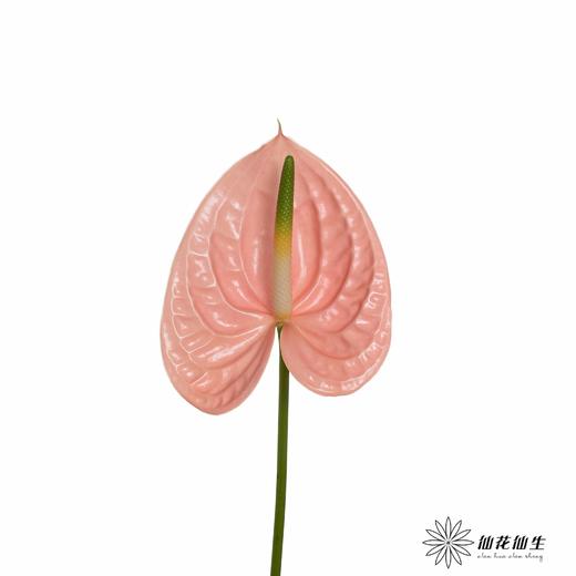 掌 | 干杯【轻微瑕疵不售后】 商品图2