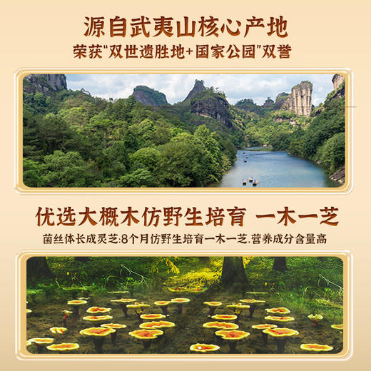 元生泰 紫灵芝海鲜菇汤包 40g/袋 紫芝 香菇 姬松茸 海鲜菇 滋补养生汤包 商品图5