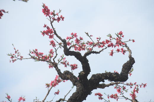 东莞出发！2.28【连平】十里桃花、油菜花2天摄影采风 商品图2