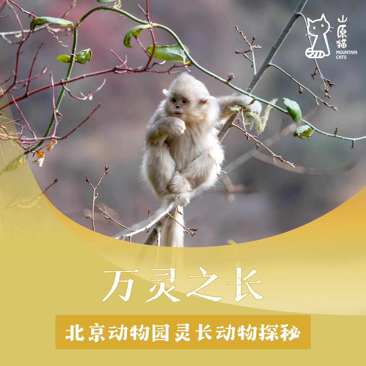 「12月27日 周六下午」万灵之长 · 北京动物园灵长动物探秘