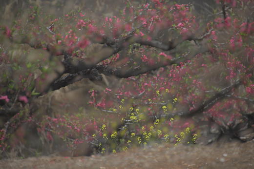 东莞出发！2.28【连平】十里桃花、油菜花2天摄影采风 商品图10