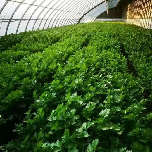 有机水果西芹，现摘现发，节后西芹生长周期较长，部分叶子可能老些，自行摘去即可（顺丰包邮，云南海南新疆西藏不发货） 商品图9