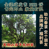 吉顺号普洱茶云南七子饼勐海早春古树茶布朗山生茶饼357g 商品缩略图3