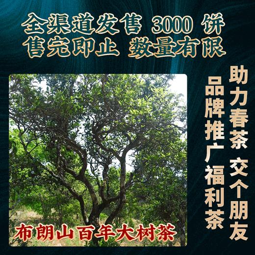 吉顺号普洱茶云南七子饼勐海早春古树茶布朗山生茶饼357g 商品图3