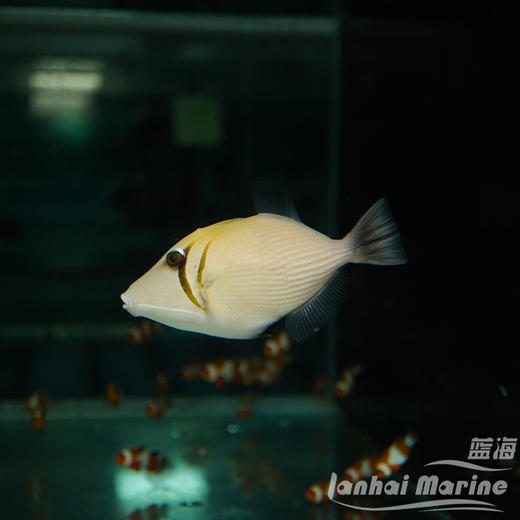 画眉炮弹 商品图2