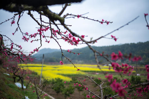 东莞出发！2.28【连平】十里桃花、油菜花2天摄影采风 商品图7