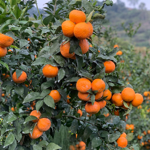 土哆哆云南高原沃柑现摘现发， 果肉细腻爆汁酸甜爽口 商品图4