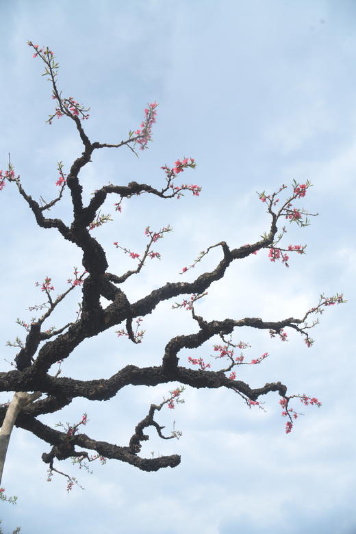 东莞出发！2.28【连平】十里桃花、油菜花2天摄影采风 商品图11