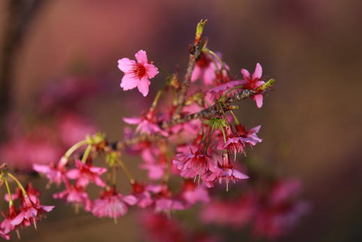 2.22【韶关】翁源油菜花•新丰樱花•湖心坝居民群2天摄影<臻享> 商品图1