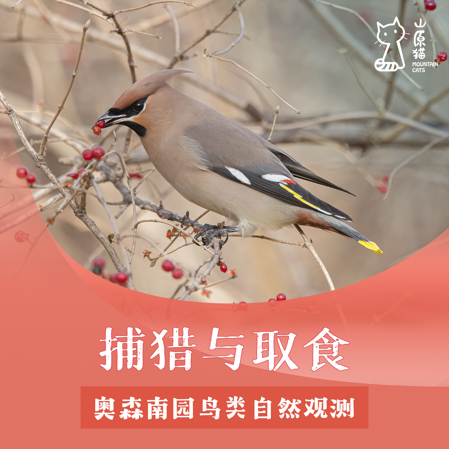 【山原猫PLUS×蔡司 】「12月27日 周六上午」捕猎与取食 · 奥森南园鸟类自然观察