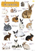 《博物》202301【加兔年大海报18元包邮】 兔子特辑 乖兔子VS疯兔子 明星宠物兔 苹果 格林童话 标点符号 商品缩略图2