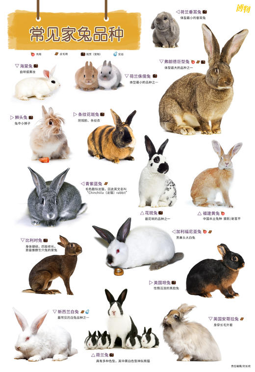 《博物》202301【加兔年大海报18元包邮】 兔子特辑 乖兔子VS疯兔子 明星宠物兔 苹果 格林童话 标点符号 商品图2