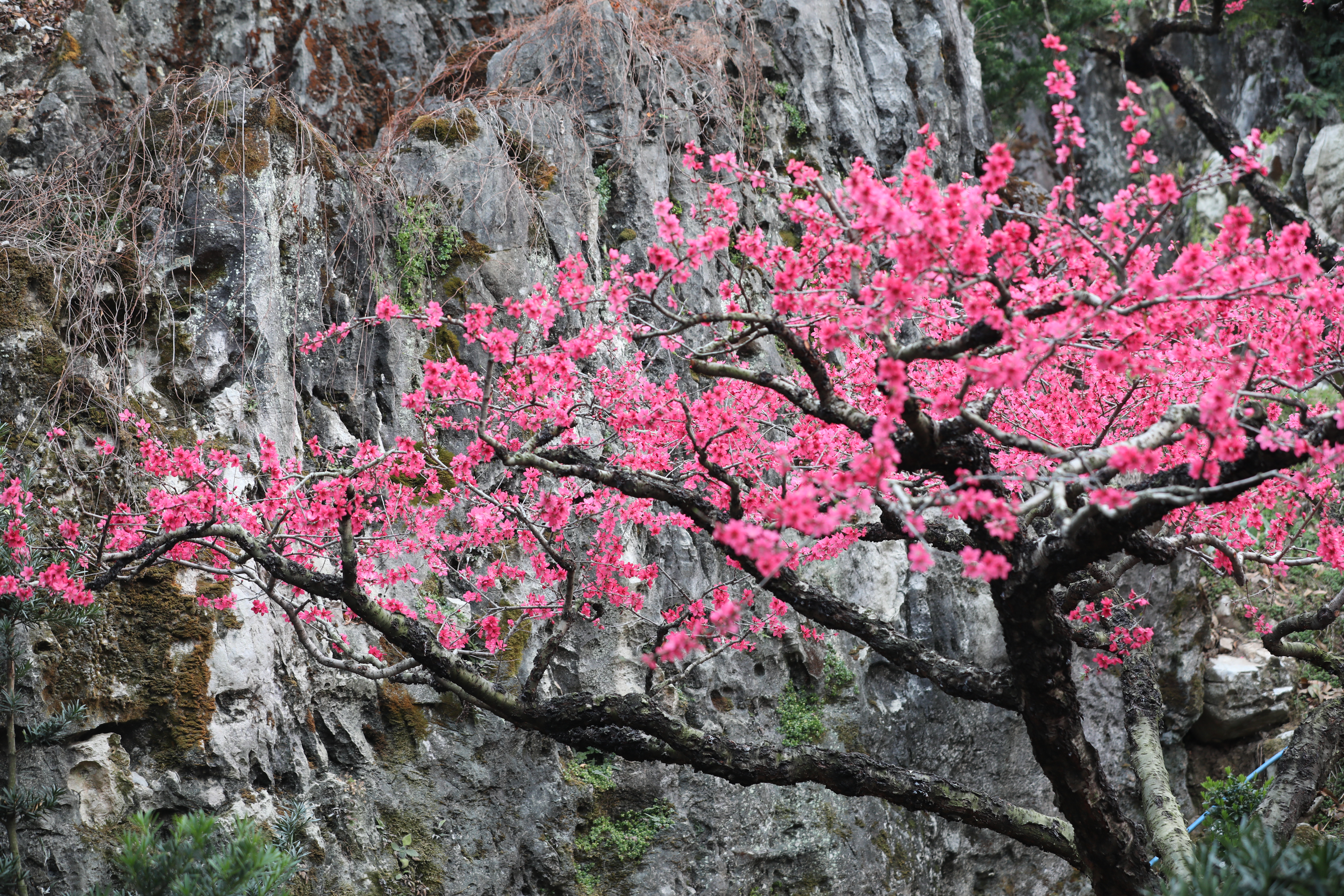 2月24日【连平】十里桃花、油菜花2天摄影采风