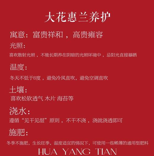 耀目惠兰 · 年宵盆栽（含花瓶） 商品图8