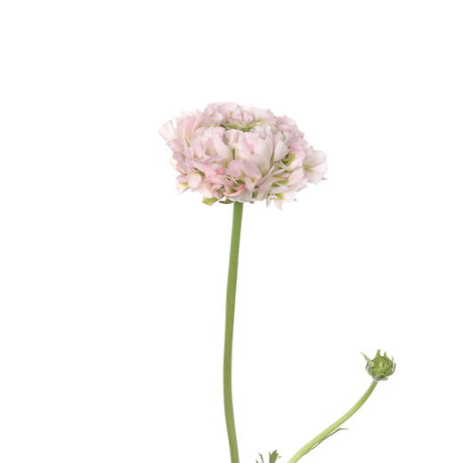 配花 ｜ 锦鲤洋牡丹冰淇淋 商品图2