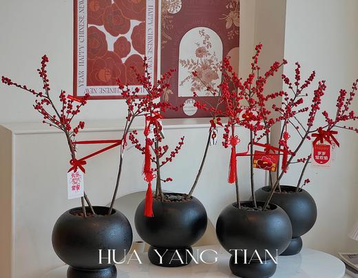 新年冬青盆栽（含花盆） 商品图0