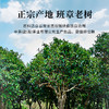 魏氏茶班章老树（黄印） 云南普洱茶 357g/饼 商品缩略图1