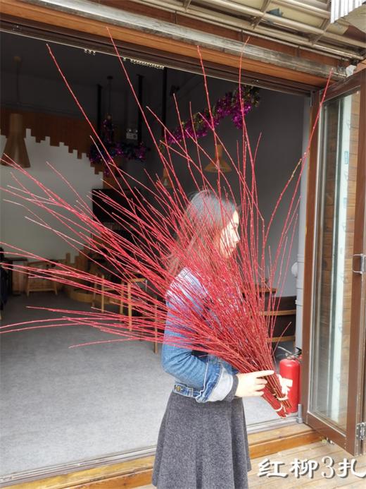 伊朗进口红瑞木红柳鲜切枝 商品图7