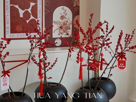 新年冬青盆栽（含花盆） 商品图2