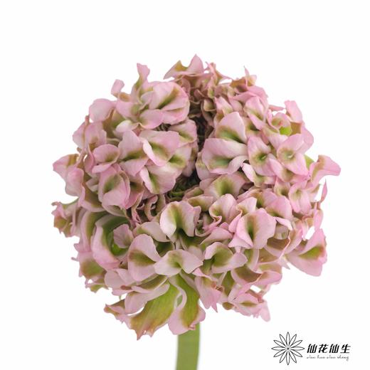 配花 ｜ 锦鲤洋牡丹冰淇淋 商品图1