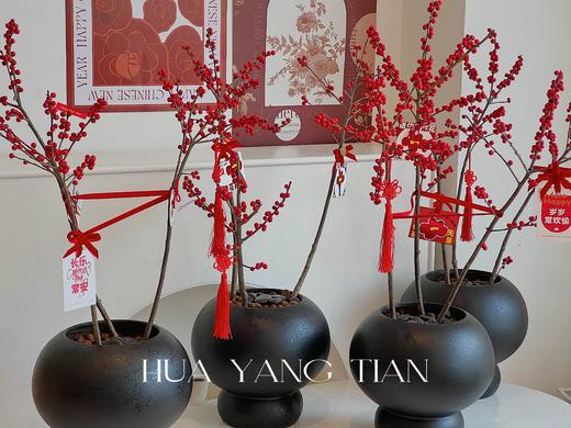 新年冬青盆栽（含花盆） 商品图1