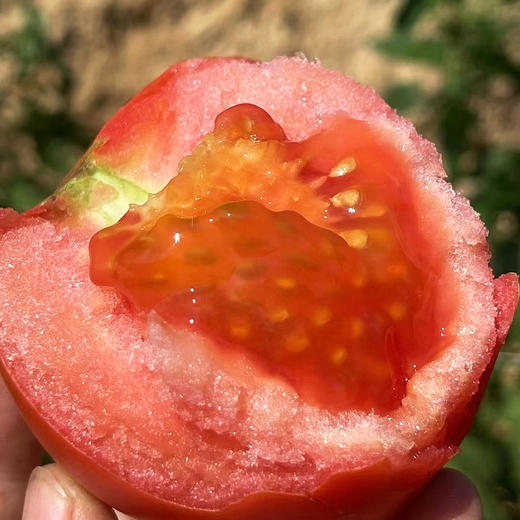 特惠活动『攀枝花露天沙瓤番茄』自有番茄园，沙瓤细腻，果肉肥厚 商品图13