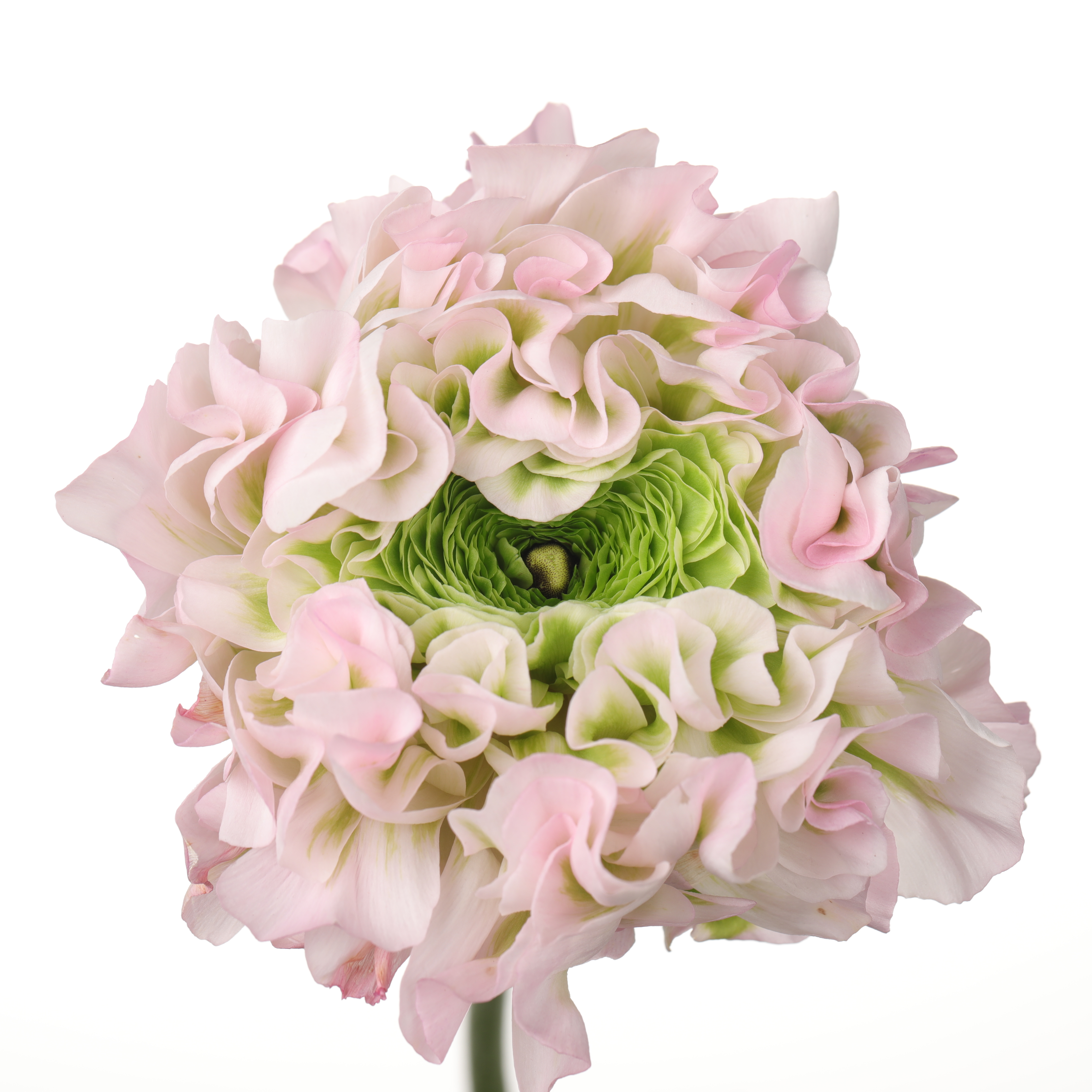 配花 ｜ 锦鲤洋牡丹冰淇淋