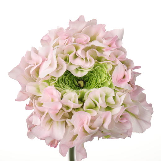 配花 ｜ 锦鲤洋牡丹冰淇淋 商品图0