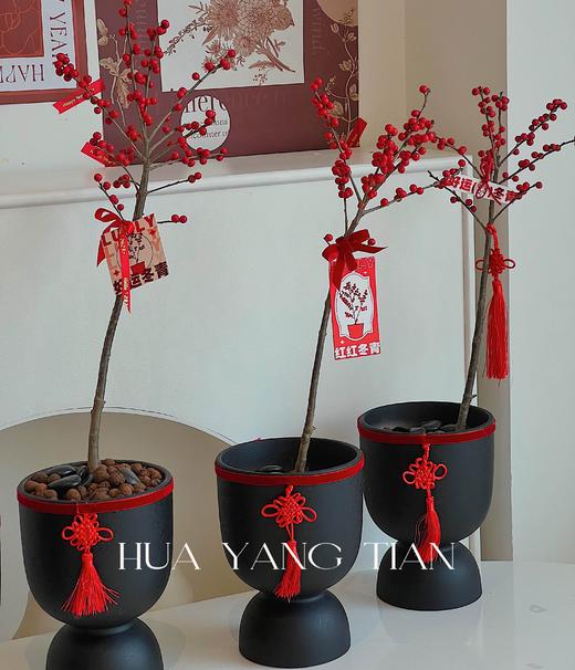 一枝独秀 · 冬青盆栽（含花盆） 商品图0