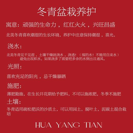 一枝独秀 · 冬青盆栽（含花盆） 商品图4