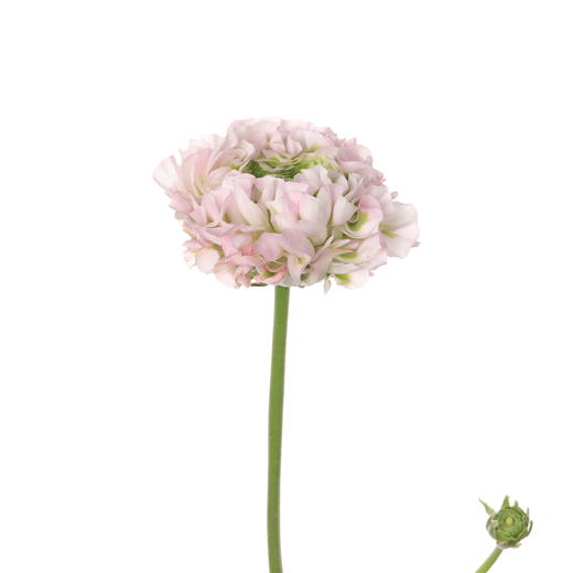 配花 ｜ 锦鲤洋牡丹冰淇淋 商品图4