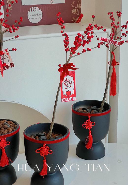 一枝独秀 · 冬青盆栽（含花盆） 商品图1