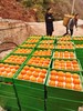 雷波脐橙雷波县特产水果橙子柑子自家种植 商品缩略图2