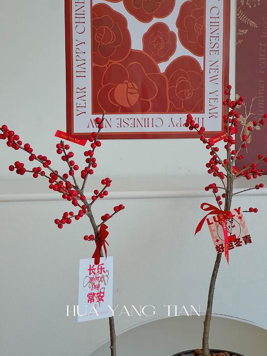 一枝独秀 · 冬青盆栽（含花盆） 商品图3