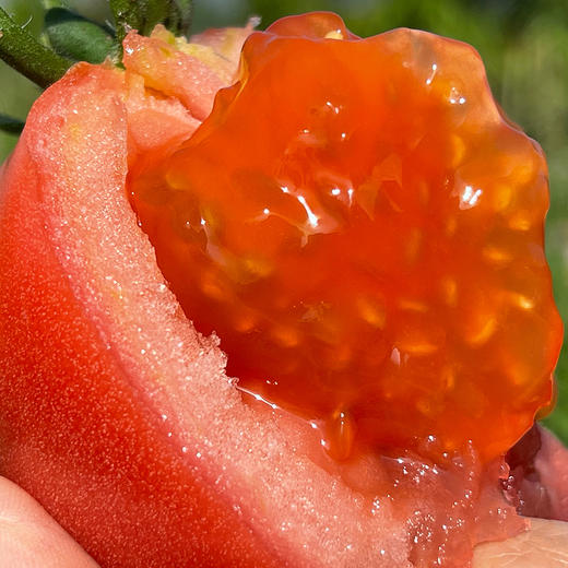 特惠活动『攀枝花露天沙瓤番茄』自有番茄园，沙瓤细腻，果肉肥厚 商品图10