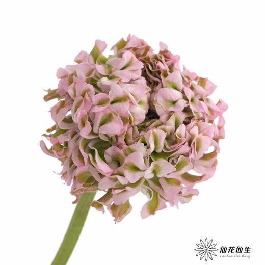 配花 ｜ 锦鲤洋牡丹冰淇淋 商品图3