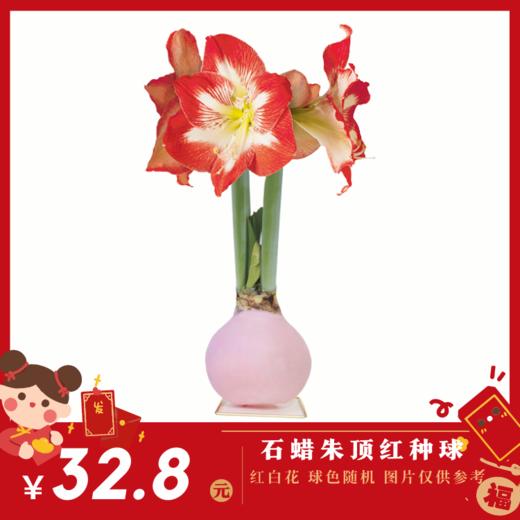 年终福利蜡球 红白花随机发 商品图0