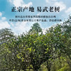 魏氏茶易武老树（红印） 云南普洱茶 357g/饼 商品缩略图1