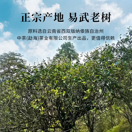 魏氏茶易武老树（红印） 云南普洱茶 357g/饼 商品图1