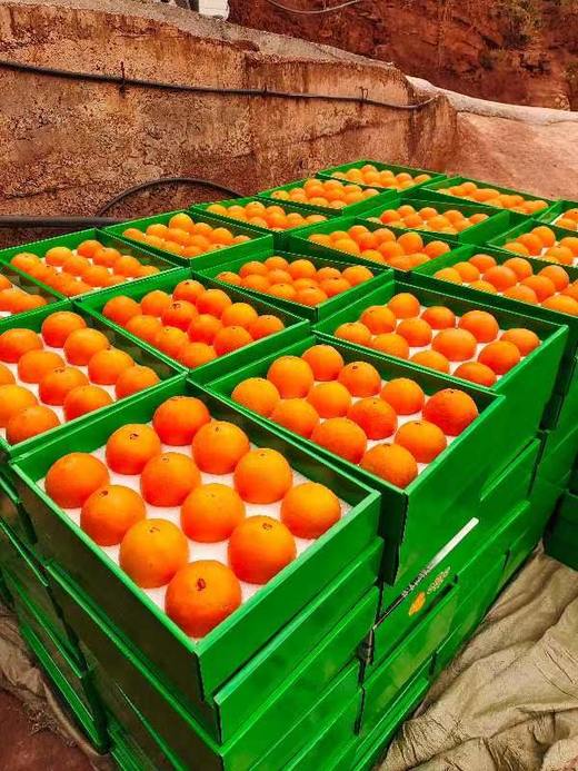 雷波脐橙雷波县特产水果橙子柑子自家种植 商品图0
