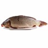 鲤鱼 活鱼2000g（默认杀） （今日预定，明日送达，预定商品无品质问题，不退货不换货不退款） 商品缩略图0