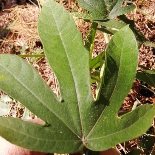 野生五指毛桃 | 精品毛桃 香气四溢｜合作生产 * Wild five-fingered Peach 商品图4