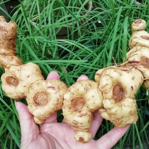 野生九制黄精 | 九蒸九晒古法 | 精选黄精 滋味丰富 “仙人余粮” | 合作生产 * Wild Nine-Processed Polygonatum 商品图7