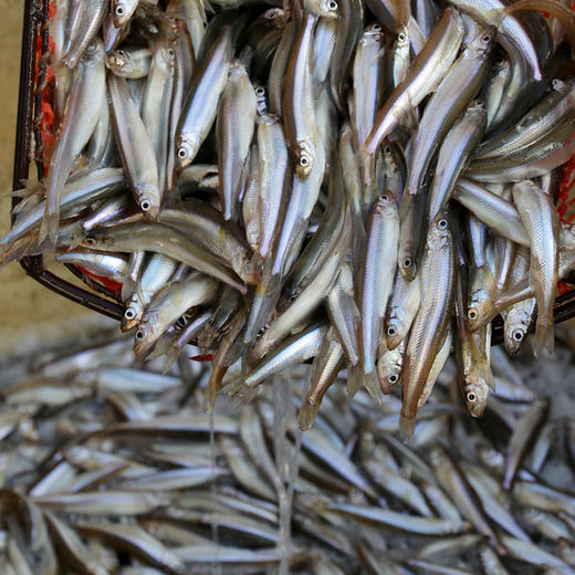 【保真密云水库鱼 假一赔十】密农人家  密云水库小公鱼 急冻锁鲜 现捞池沼公鱼 清洗后油炸 鲜香酥脆  小公鱼  1斤/2斤/3斤 商品图9