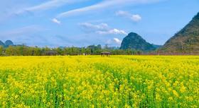 3月18日确定出发【广西】旧州古镇油菜花•德天瀑布•靖西鹅泉4天采风