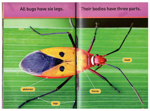 英文原版 National Geographic Kids Readers Pre-reader Bugs 昆虫 英文版 进口英语原版书籍 商品图2