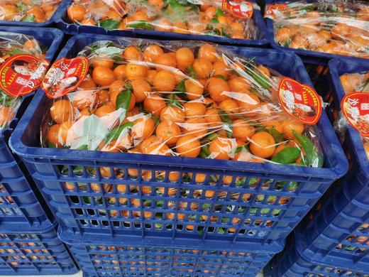 砂糖橘大筐35斤左右110元 商品图0