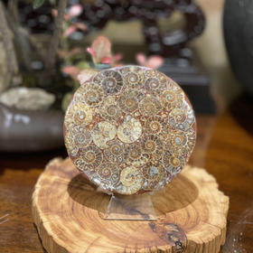 鹦鹉螺化石艺术托盘（随机发货）